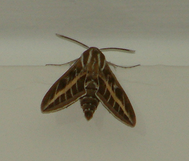 una falena nella mia camera: Hyles livornica